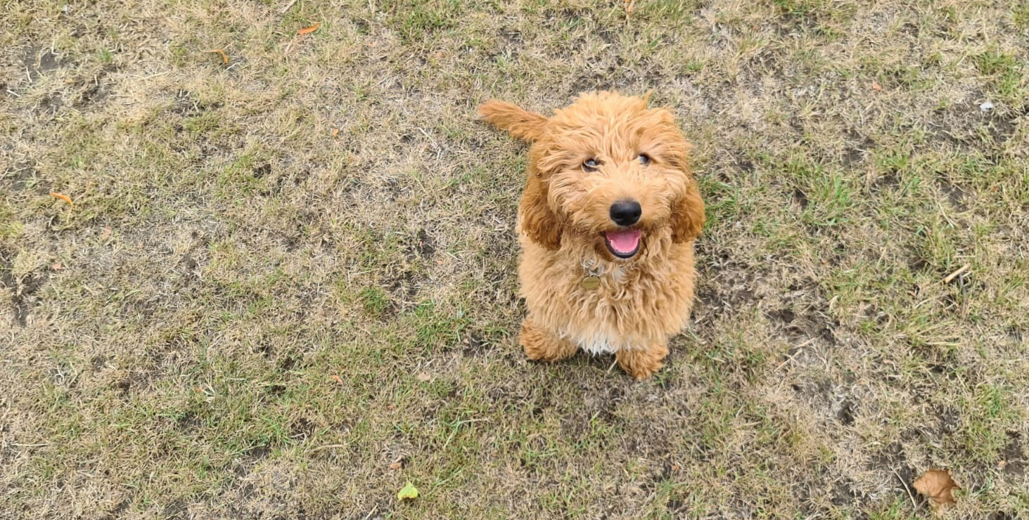 Ozzy, WBA dog looking at the camera