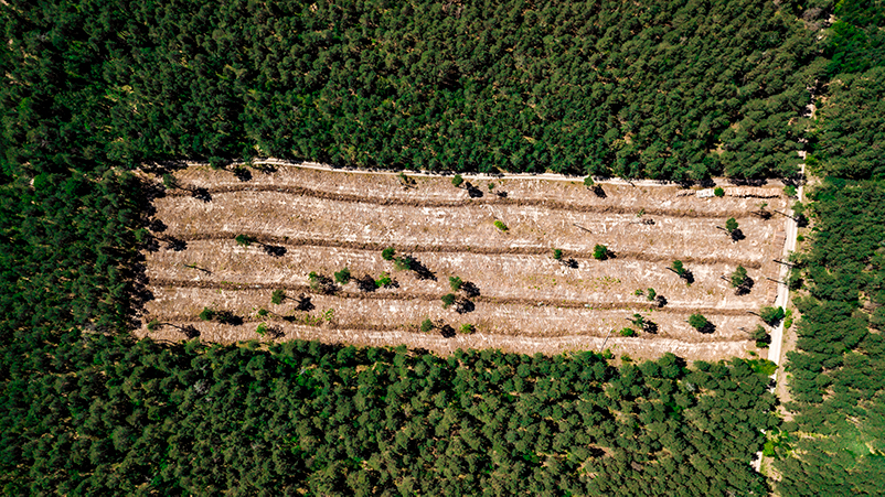 Land developed for palm oil
