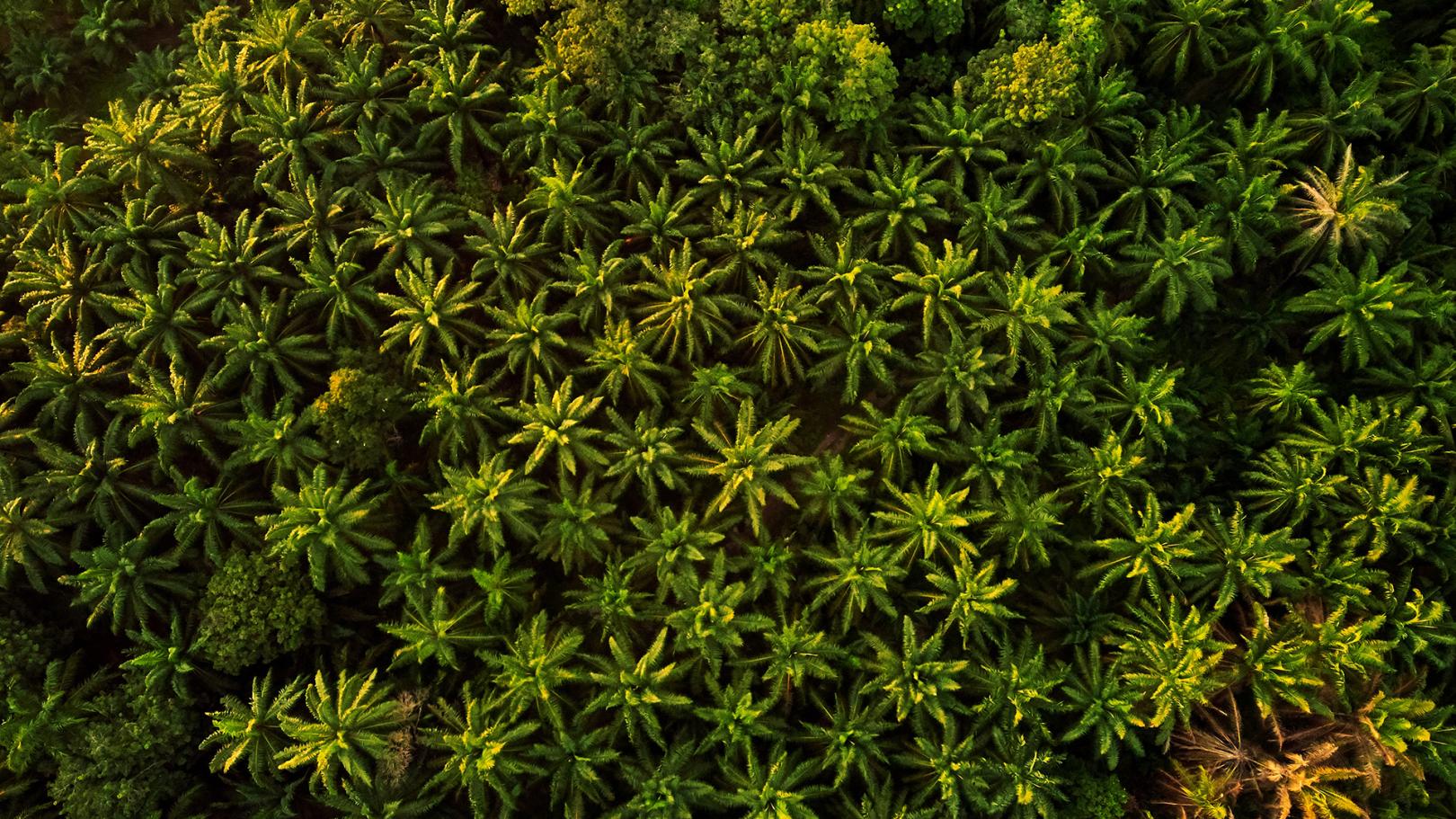 Drone view of a palm oil forest