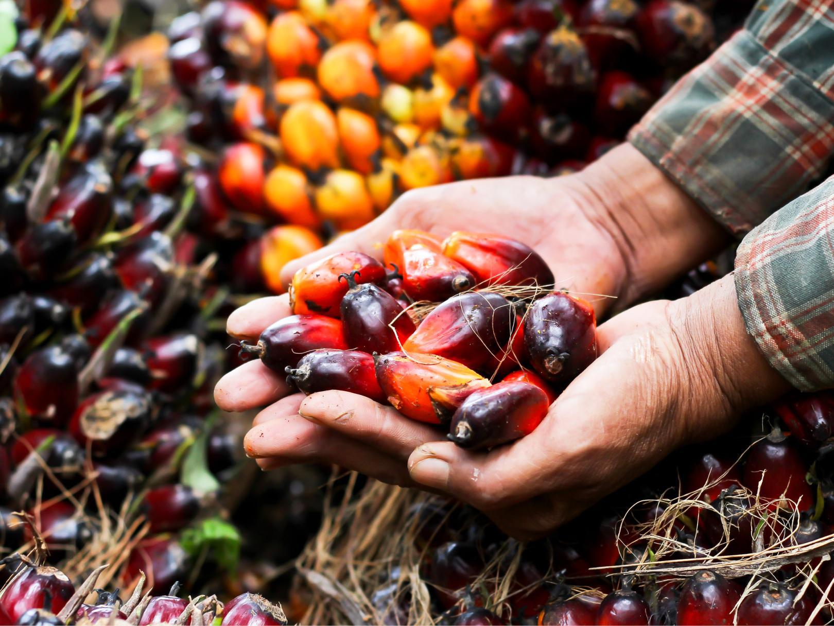 Image of palm oil
