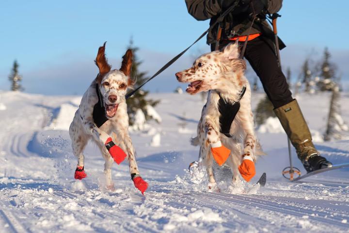 Two English Setters jump for joy in the snow
