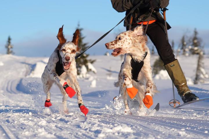 Two English Setters jump for joy in the snow