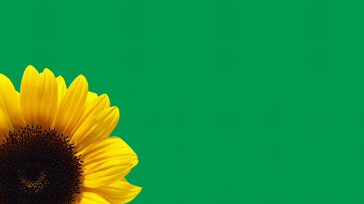 A sunflower with a green background