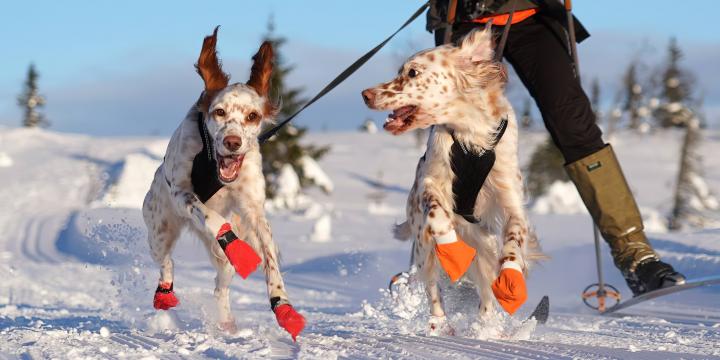 Two English Setters jump for joy in the snow