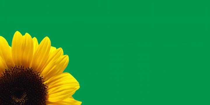 A sunflower with a green background