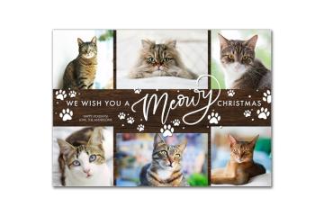 Cat holiday card